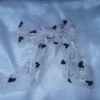 White Heart & Pearl Organza Bow